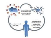 Image result for cancer immunotherapy